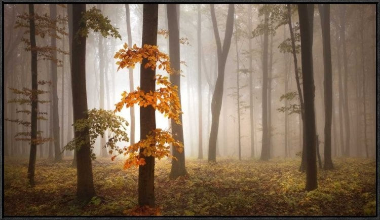 "In November Light" Framed Canvas Giclee by Franz Schumacher, 37x21"