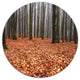 Enchanted And Magical Fall Forest, Forest Disc Metal Artwork, 23"