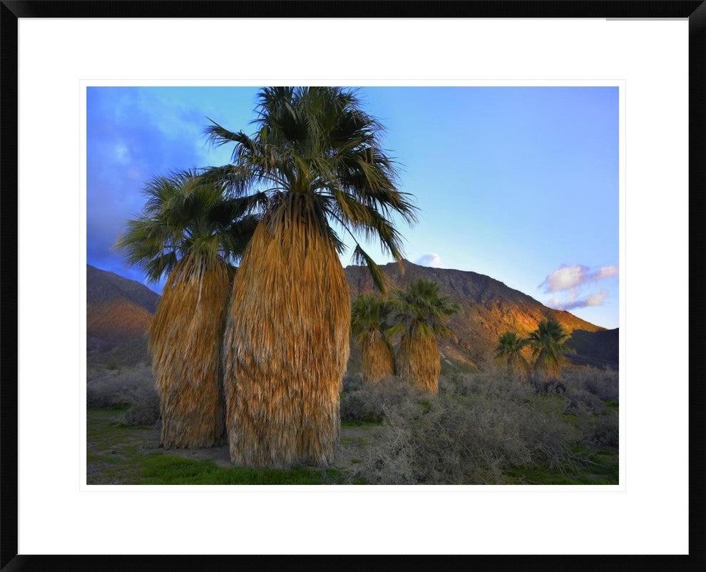 "Real Fan Palm Anza-Borrego Desert, California"  by Tim Fitzharris, 32x26"