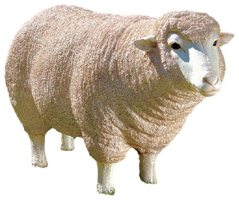 Merino Ewe With Head Up