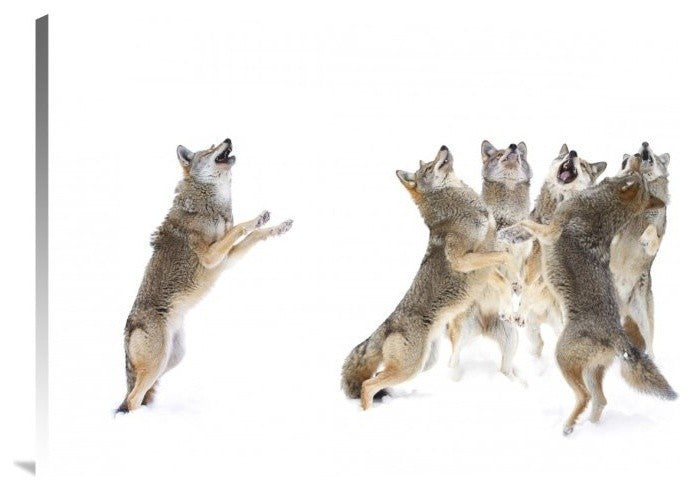 "The Choir Coyotes" Stretched Canvas Giclee by Jim Cumming, 30"x20"