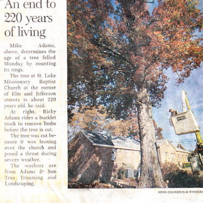 St Luke Maple Coffee Table