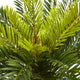 Cycas Artificial Plant, White Planter