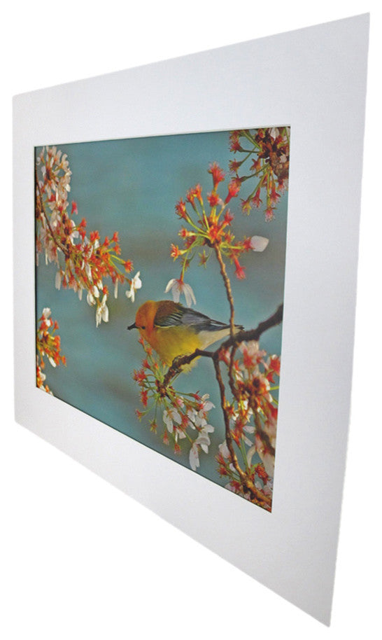 National Geographic Matted Print - Warbler On Cherry Tree - 16 x 20 Inches