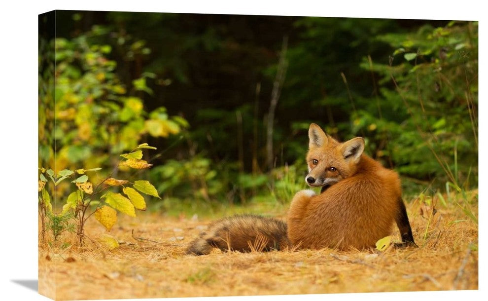 "Redfox, Algonquin Park" Stretched Canvas Giclee by Jim Cumming, 22x15"
