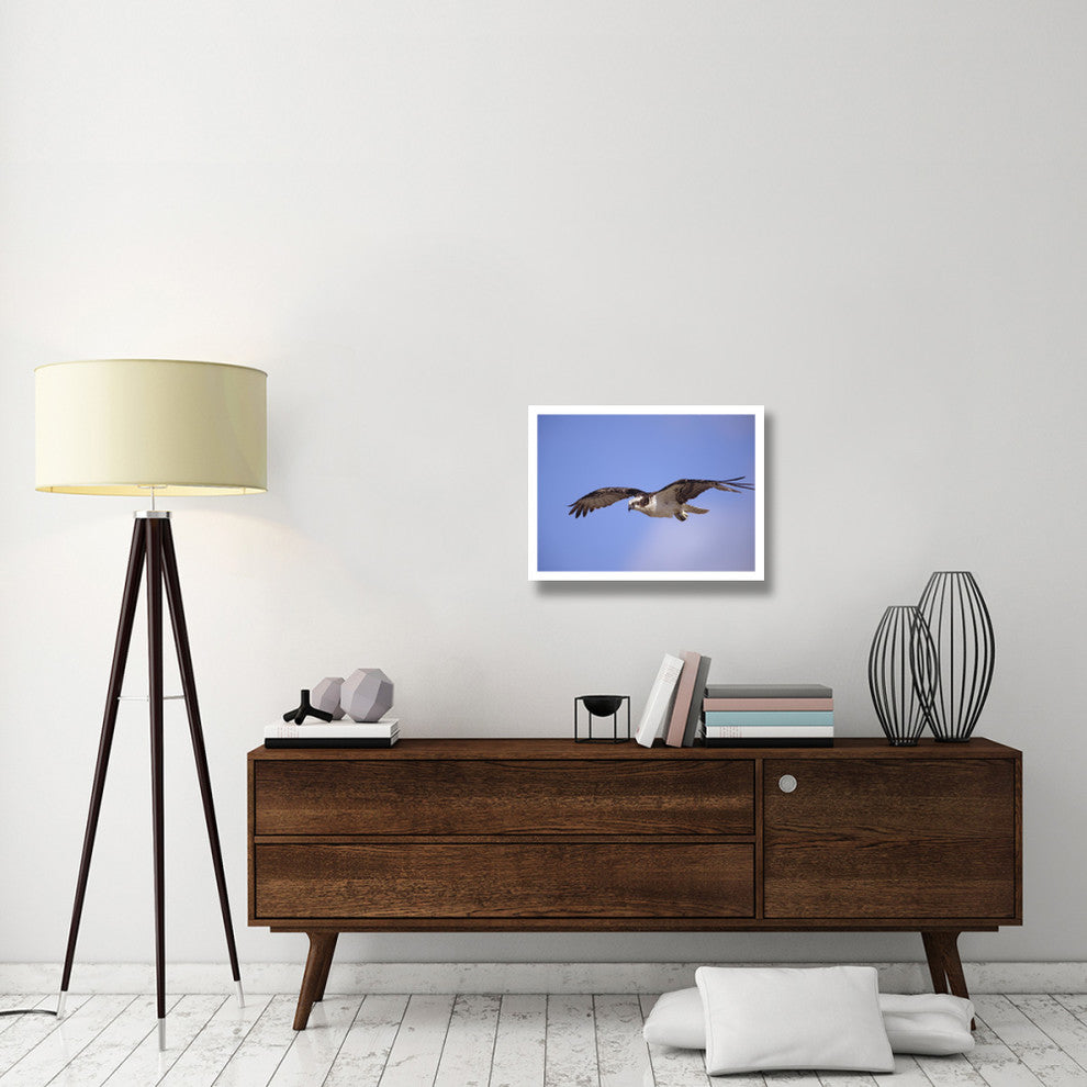 "Osprey flying, North America" Digital Paper Print by Tim Fitzharris, 26"x20"