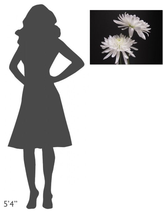"Simple Beauty" Stretched Canvas Giclee by Kelly Holm, 24"x18"