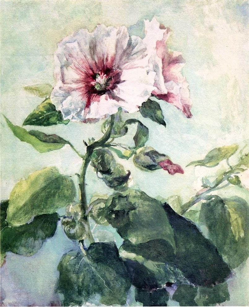 John La Farge Study of Pink Hollyhock in Sunlight- From Nature Wall Decal