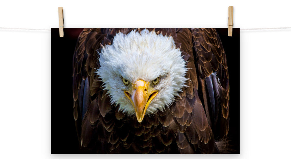 Bald Eagle Portrait Close-up Loose Wall Art Print, 12" X 18"