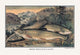 Brook Trout: Just Caught - Gallery Wrapped Canvas Art 28" x 42"