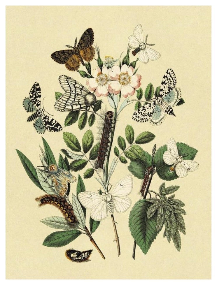 "Moths: L. Salicis, O. Dispar, et al." Paper Print by W. F. Kirby, 32"x42"