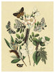 "Moths: L. Salicis, O. Dispar, et al." Paper Print by W. F. Kirby, 32"x42"