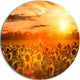 Yellow Sunset Over Sunflowers, Floral Photography Round Wall Art, 11"