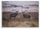 Deer Couple Family Animal Landscape Photo, 10"x15"