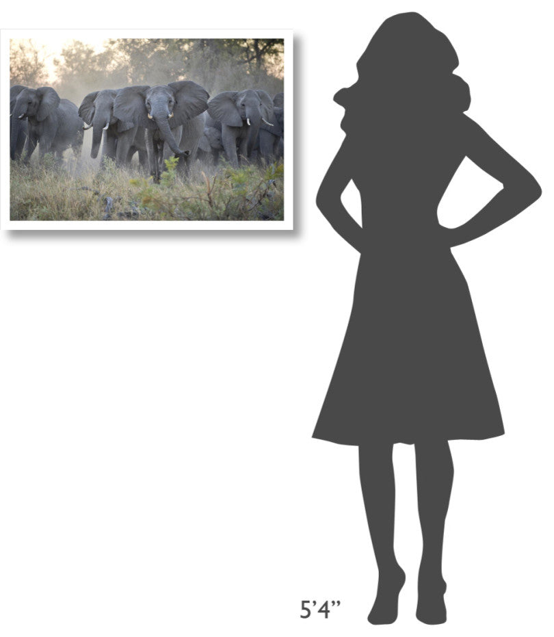 "African Elephant upset herd gathering, Okavango Delta" Paper Art, 32"x22"