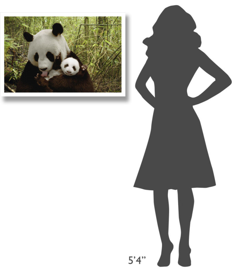 "Giant Panda Gongzhu and cub, bamboo, Wolong Nature Reserve" Paper Art, 32"x22"