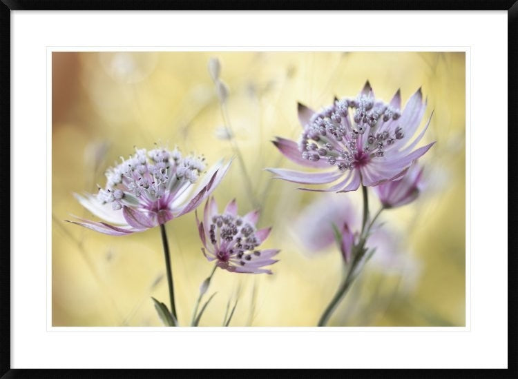 "Astrantia Major" Framed Digital Print by Mandy Disher, 38"x28"