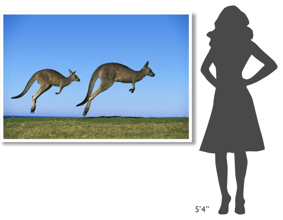 "Eastern Grey Kangaroo adults hopping, Murramarang NP" Paper Art, 62"x42"