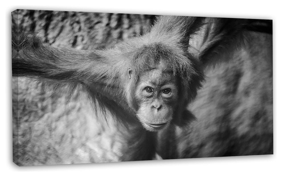 Young Orangutan Black, Abstract Canvas Art Print, 32"x16"