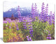Meadow in Alaska with Purple Flowers, Floral Canvas Art Print, 20"x12"