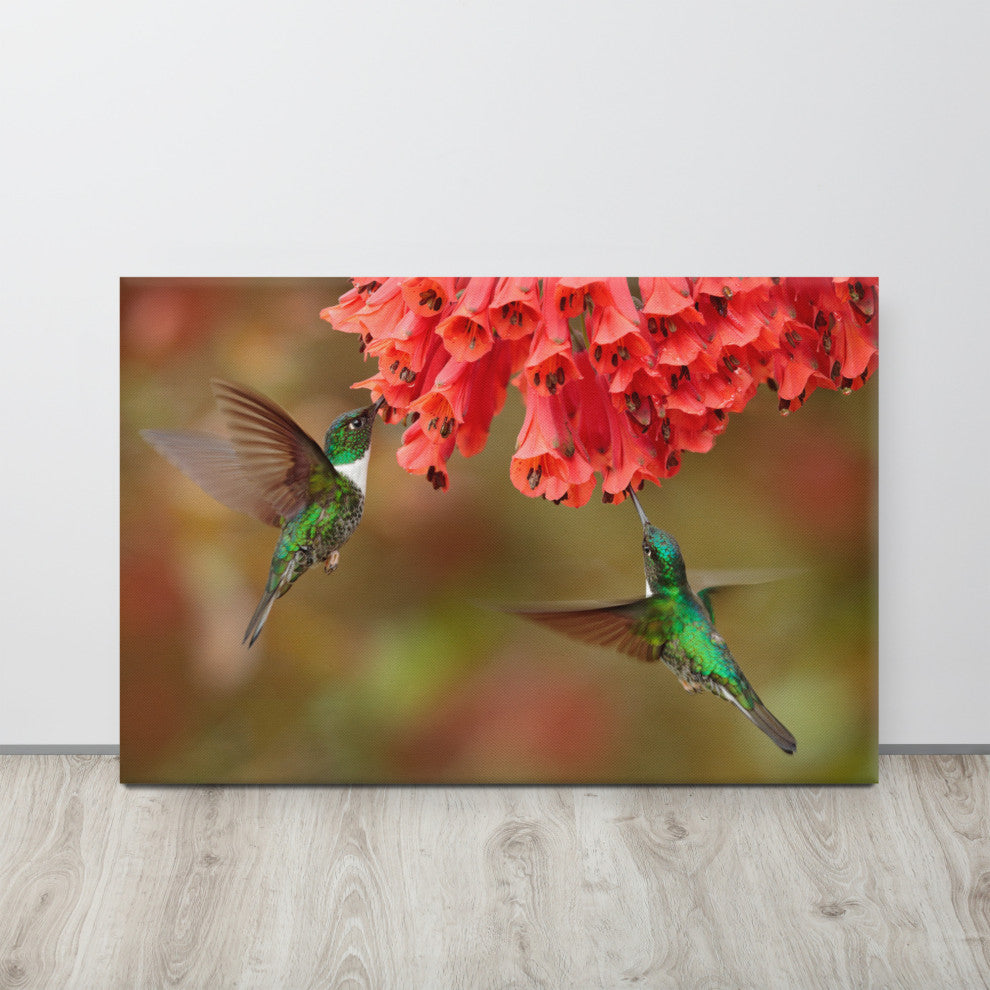 Hummingbirds Reddish-Orange Flowers Animal Wildlife Photo Canvas Wall Art Print, 24" X 36"