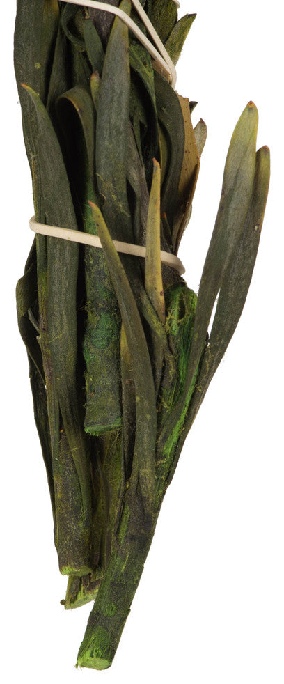 Vickerman 8-20" Plumosum Bundle, Preserved, Basil