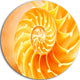 Yellow Nautilus Shell, Abstract Art Disc Metal Wall Art, 36"