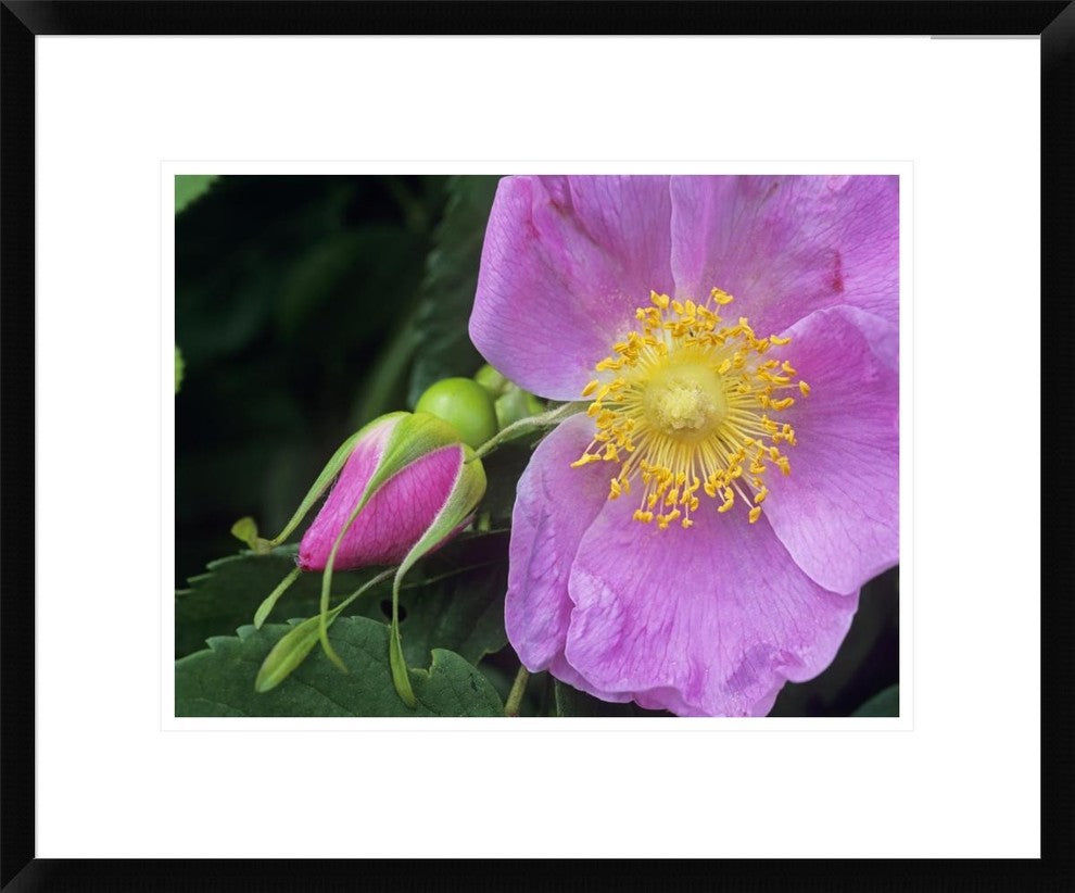 "Rose flower, British Columbia, Canada"  by Tim Fitzharris, 24x20"