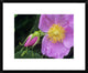 "Rose flower, British Columbia, Canada"  by Tim Fitzharris, 24x20"