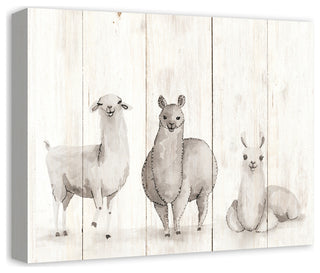 All The Llamas 20x16 Canvas Wall Art
