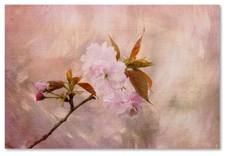 Jai Johnson 'Cherry Blossom' Canvas Art, 47 x 30