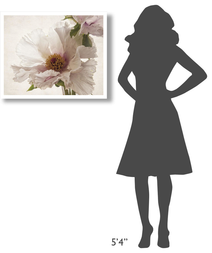 "Translucent Peony V" Digital Paper Print by Debra Van Swearingen, 30"x24"