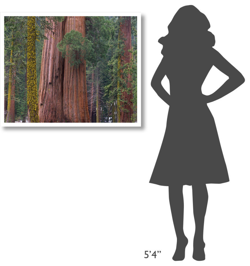 "Giant Sequoia trees, California" Digital Paper Print by Tim Fitzharris, 37"x30"