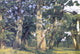 Ivan Ivanovich Shishkin Oaks Evening Wall Decal