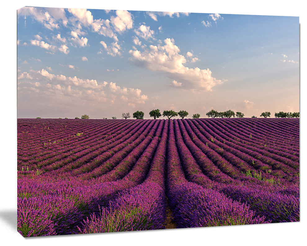 Shiny Lavender Field in Provence, Landscape Canvas Wall Art, 40"x30"
