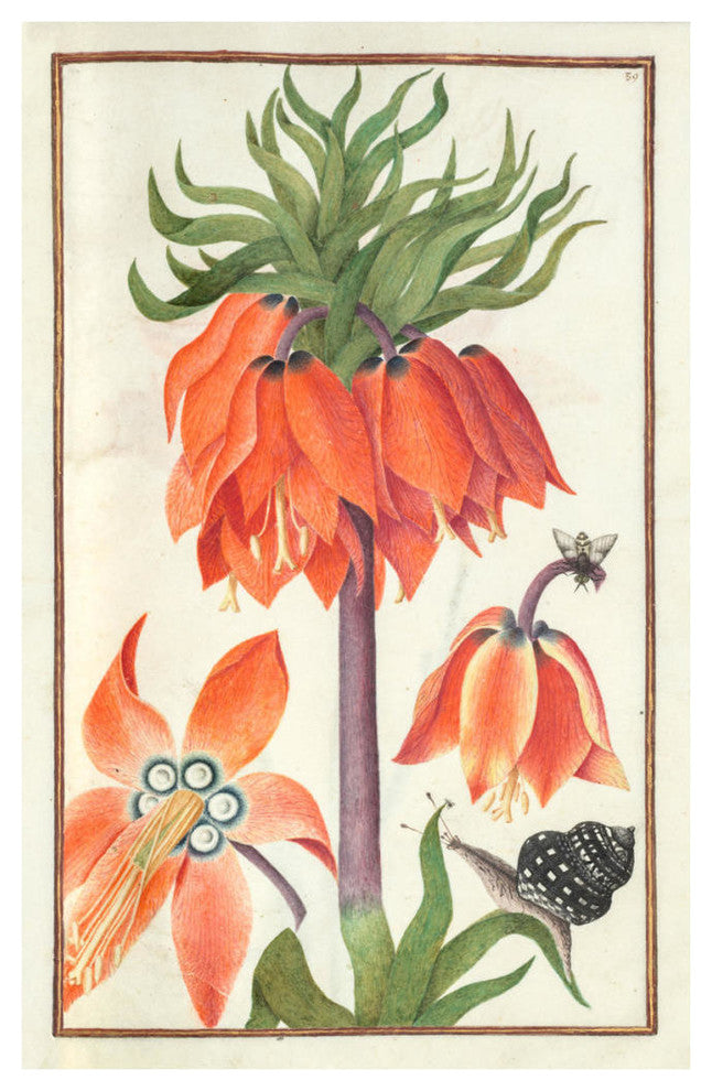 "Orange Fritillaria imperialis (crown imperial), 1600s" Paper Art, 16"x24"