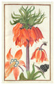 "Orange Fritillaria imperialis (crown imperial), 1600s" Paper Art, 16"x24"