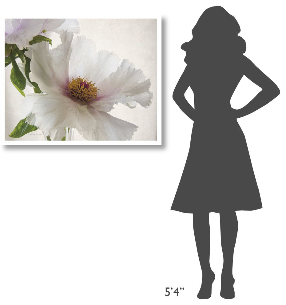 "Translucent Peony VI" Digital Paper Print by Debra Van Swearingen, 37"x30"