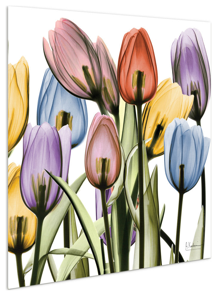 Tulip Scape X-Ray II Flower Wall Art on Frameless Free Floating Tempered Glass