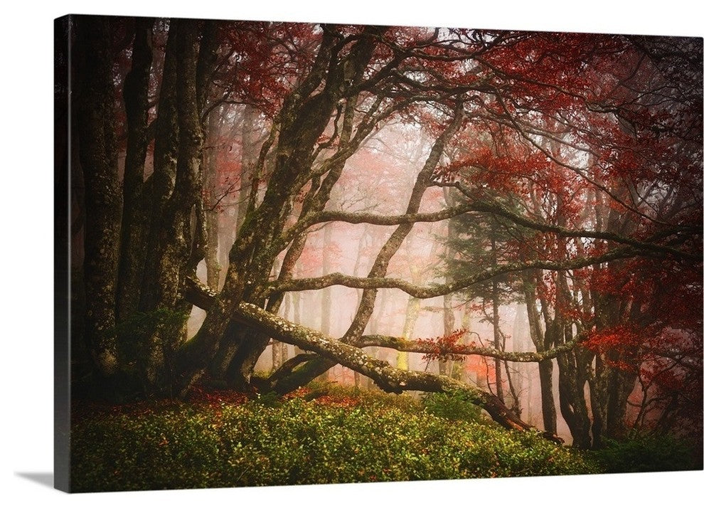 "Mysterious Wood" Wrapped Canvas Art Print, 24"x16"x1.5"
