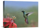 "Green-Breasted Mango Hummingbird, Male Foraging, Costa Rica" Artwork, 20" x 16"
