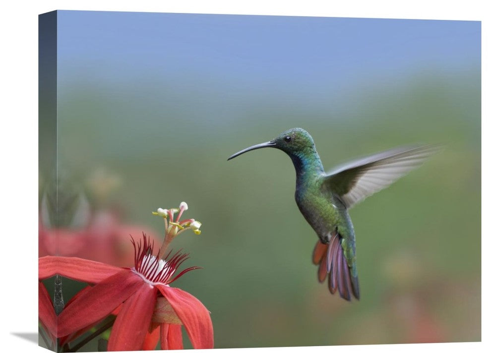 "Green-Breasted Mango Hummingbird, Male Foraging, Costa Rica" Artwork, 20" x 16"