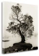 "Coast Oak Tree" By Alan Blaustein, Giclee Print on Gallery Wrap Canvas