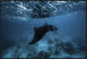 Manta Ray, 36"x24"