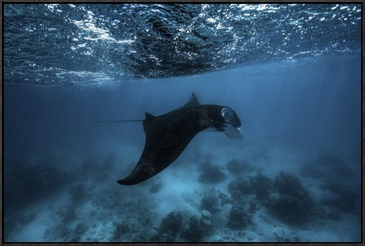 Manta Ray, 36"x24"