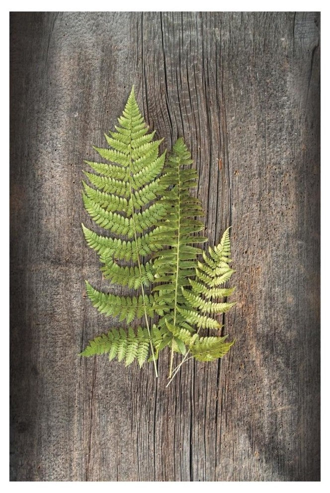 "Woodland Fern III" Digital Paper Print by Sue Schlabach, 22"x32"
