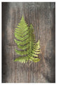 "Woodland Fern III" Digital Paper Print by Sue Schlabach, 22"x32"
