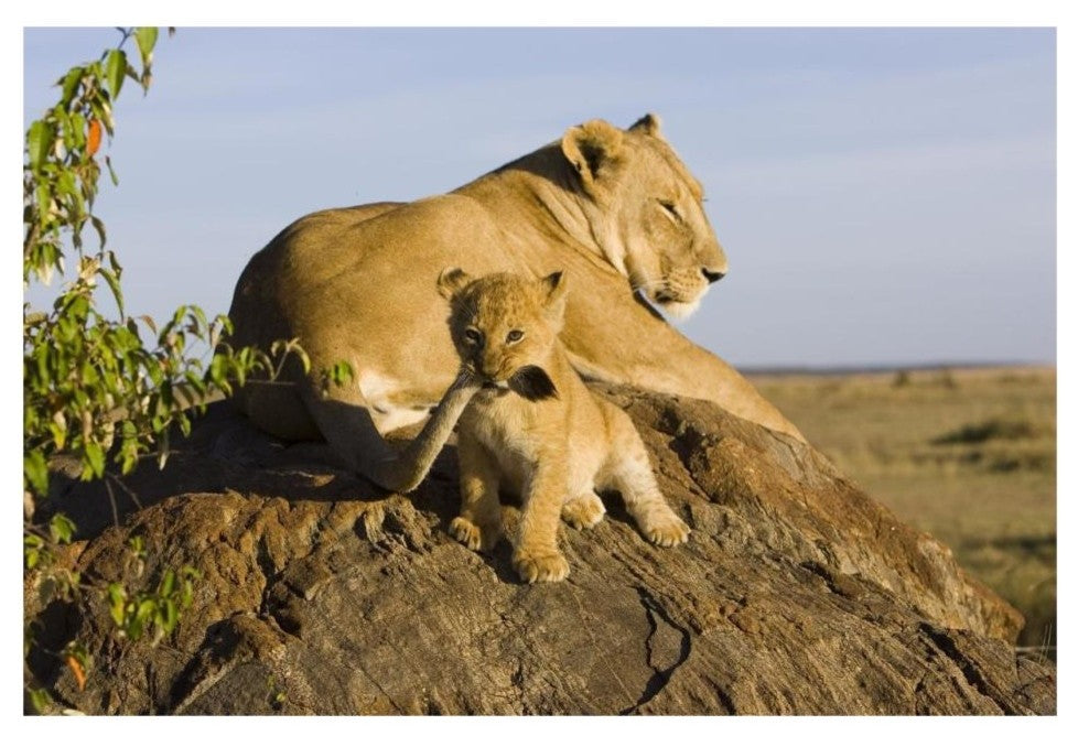 "Lion cub playing with tail, vulnerable, Masai Mara Reserve" Paper Art, 32"x22"