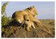 "Lion cub playing with tail, vulnerable, Masai Mara Reserve" Paper Art, 32"x22"