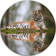 Tiger Reflecting In Water, Animal Photography Round Wall Art, 11"